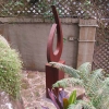 Spirit—230x60x30cm_Corten-Steel_Outoor_Garden_Abstract